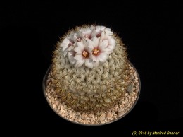Gymnocactus ysabelae 1018